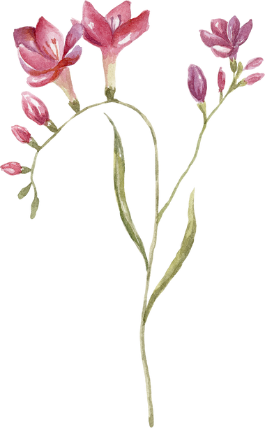 Watercolor Pink Wildflower Illustration.