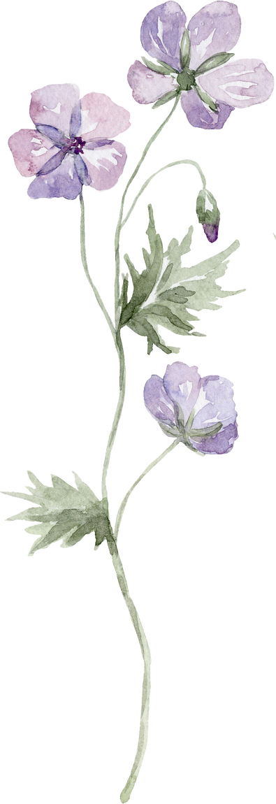 Watercolor Purple Wildflower Illustration.