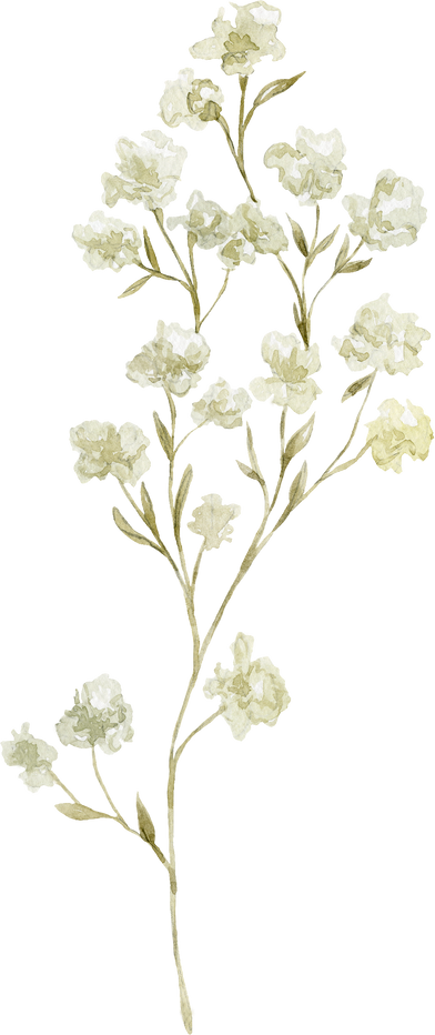 Watercolor White Wildflower Illustration.