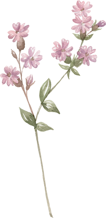 Watercolor Pink  Wildflower Illustration.