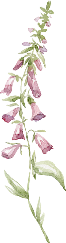 Watercolor Pink Wildflower Illustration.